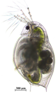 Daphnia sinensis